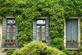 The Evergreen Climbing Plants Selection Garden Border Mix Large Mature Plants Supplied in 3 Litre Pots