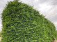 Green Leylandii Cupressocyparis Leylandii Hedging Trees 3-4ft Supplied in 2 Litre Pots