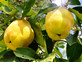 Quince Vranja Fruit Tree 6ft Tall Supplied in a 12 Litre Pot by Directplants