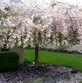 Malus Weeping Candied Apple Fruit Tree 6ft Tall Supplied in a 12 Litre Pot by Directplants