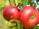 Apple Discovery Fruit Tree 6ft Tall Supplied in a 12 Litre Pot by Directplants