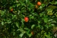 Apple Queen Cox Fruit Tree 6ft Tall Supplied in a 12 Litre Pot by Directplants