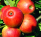 Apple Jonagold Fruit Tree 6ft Tall Supplied in a 12 Litre Pot by Directplants