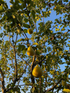 Pear Doyenne Du Comice Fruit Tree 6ft Tall Supplied in a 12 Litre Pot by Directplants