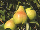 Pear Williams Bon Chretien Fruit Tree 6ft Tall Supplied in a 12 Litre Pot by Directplants