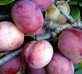 Plums Opal Fruit Tree 6ft Tall Supplied in a 12 Litre Pot by Directplants