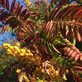 Sorbus Joseph Rock Mountain Ash Tree 6ft Tall Supplied in a 12 Litre Pot by Directplants