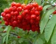 Sorbus Fingerprint Mountain Ash Tree 6ft Tall Supplied in a 12 Litre Pot by Directplants