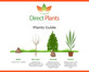 Sorbus Commixta Mountain Ash Tree 6ft Tall Supplied in a 12 Litre Pot by Directplants