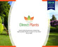 Sorbus Commixta Mountain Ash Tree 6ft Tall Supplied in a 12 Litre Pot by Directplants