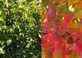 Pyrus Calleryana Chanticleer Tree 6ft Tall Supplied in a 12 Litre Pot by Directplants