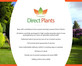 Pyrus Calleryana Chanticleer Tree 6ft Tall Supplied in a 12 Litre Pot by Directplants