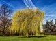 Salix Chrysocoma Weeping Willow Tree 6ft Tall Large Specimen Supplied in a 12 Litre Pot by Directplants