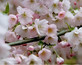 Prunus Pandora Pink Flowering Cherry Blossom Tree 6ft Tall Supplied in a 12 Litre Pot by Directplants