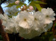 Prunus Blushing Bride Flowering Cherry Tree 6ft Tall Supplied in a 12 Litre Pot by Directplants