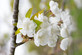 Prunus Avium Flore Plena Tree 6ft Tall Supplied in a 12 Litre Pot by Directplants