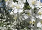 Malus Wedding Bouquet Crab 6ft Tall Supplied in a 12 Litre Pot by Directplants