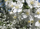 Malus Wedding Bouquet Crab 6ft Tall Supplied in a 12 Litre Pot by Directplants