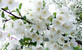 Malus Snowcloud Crab Apple Tree 6ft Tall Supplied in a 12 Litre Pot by Directplants