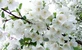 Malus Snowcloud Crab Apple Tree 6ft Tall Supplied in a 12 Litre Pot by Directplants