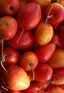 Malus Jelly King Crab Apple Tree 6ft Tall Supplied in a 12 Litre Pot by Directplants
