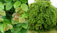 Carpinus Betulus Pendula Tree 6ft Tall Supplied in a 12 Litre Pot by Directplants