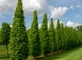 Carpinus Betulus Frans Fontaine Tree 6ft Tall Supplied in a 12 Litre Pot by Directplants