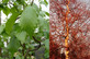 Betula Pendula Spider Alley Corkscrew Birch Tree 6ft Tall Supplied in a 12 Litre Pot by Directplants