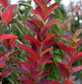 Amelanchier October Flame Tree 6ft Tall Supplied in a 12 Litre Pot by Directplants