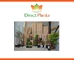 Prunus Spring Glow Tree 6ft Tall Supplied in a 12 Litre Pot by Directplants