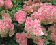Hydrangea Vanilla Fraise Garden Shrub Plant 40-60cm Large Supplied in a 5 Litre Pot