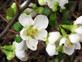 Chaenomeles Jet Trail Japanese Quince Flowering Garden Shrub Plants Pack of 3 By Direct Plants