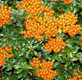 Pyracantha Teton Evergreen Garden Shrubs Pack of 3 By Direct Plants