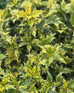 Osmanthus Goshiki Tricolor Evergreen Garden Shrubs Pack of 3 By Direct Plants