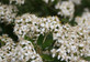 Olearia Haastii Daisy Bush Evergreen Garden Shrub 2-3ft Extra Large By Direct Plants