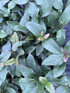 Viburnum Tinus Purpureum Evergreen Garden Shrubs Pack of 3 By Direct Plants
