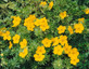 Potentilla GoldFinger Garden Shrubs Pack of 3 By Direct Plants