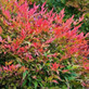 Nandina Domestica Fire Power Heavenly Bamboo Garden Shrub By Direct Plants
