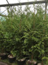 Thuja Plicata Gelderland Western Red Cedar Conifer Tree Large 4-5ft Tall Supplied in a 5 Litre Pot