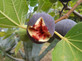Ficus Fig Rouge de Bordeaux Fruit Tree Plant in a 2 Litre Pot