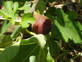 Fig Brown Turkey Ficus Carica Tree Fruit Plant in a 2 Litre Pot