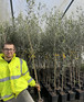 2x Olive Trees 5-6ft Tall in Pots Perfect For Patio By DirectPlants