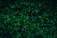Carpinus Betulus Hornbeam Hedging Plants Pack of 10 Trees Potted