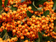 Pyracantha Golden Charmer Evergreen Shrubs Pack of 5 Large Plants 3ft Supplied in 2/3 Litre Pots