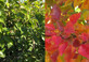 Pyrus Chanticleer Ornamental Pear Tree 5-6ft Supplied in a 7.5 Litre Pot