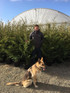 Green Leylandii Cupressocyparis Leylandii Hedging Trees 6-7ft Pallet of 10 Supplied in 7.5 Litre Pots
