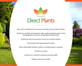 Green Leylandii Cupressocyparis Leylandii Hedging Trees 6-7ft Pallet of 10 Supplied in 7.5 Litre Pots