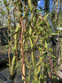 Salix Golden Curls Twisted Willow Tree 5-6ft Tall Supplied in a 7.5 Litre Pot by Directplants