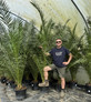 Phoenix Date Palm Tree 6ft Extra Large Big Chunky Plant in a Pot By Direct Plants