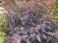 Physocarpus Lady in Red Shrub 5ft Tall Extra Large in a 7.5 Litre Pot By Direct Plants